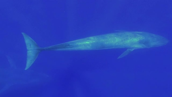 蓝鲸在早晨的阳光中缓慢地在蓝色的水中游泳。伟大的蓝鲸-巴兰翅小动物。慢动作，水下拍摄，高角度拍摄，印