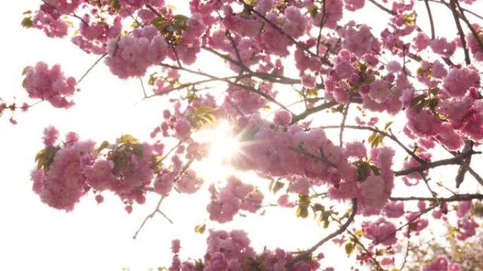 阳光透过盛开的樱花树枝