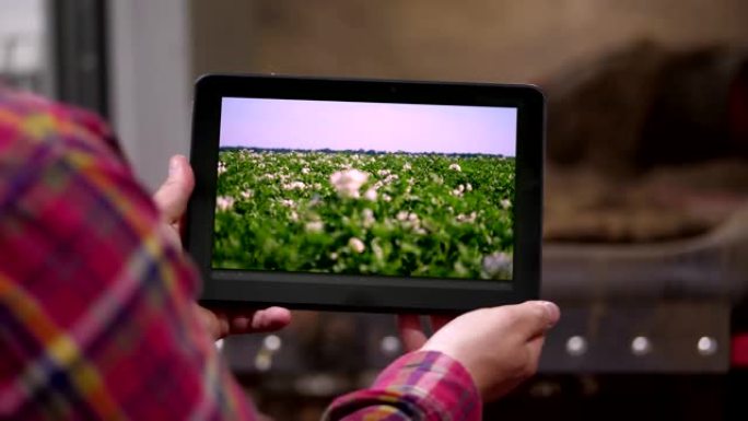 特写镜头，农夫手里拿着数字平板电脑在马铃薯储存仓库的背景下。它显示了带有年轻开花的马铃薯灌木丛的农田