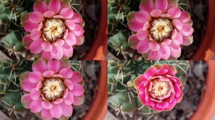 红色仙人掌花从芽到花再回到芽的延时镜头，4k电影俯视图，特写b卷镜头。