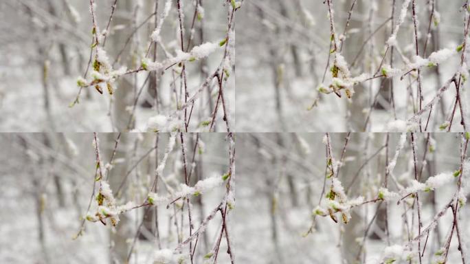 仲春突然降雪覆盖了所有树木，桦树花和小叶，积雪