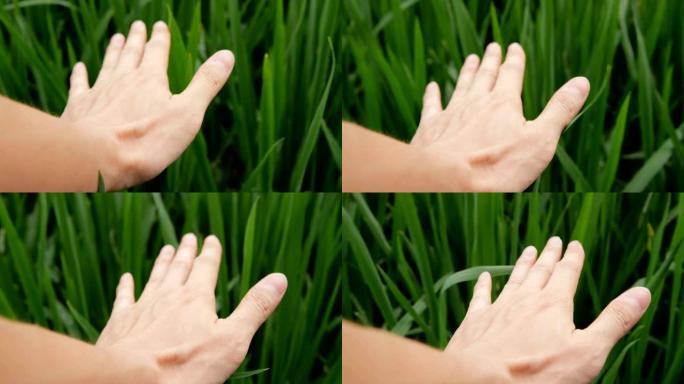 一只手触摸水稻播种