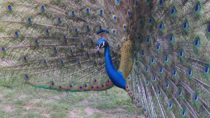 蓝孔雀与它的尾巴展开在草坪上跳舞