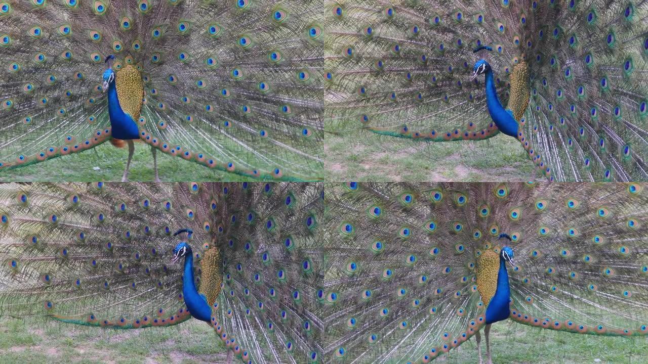 蓝孔雀与它的尾巴展开在草坪上跳舞