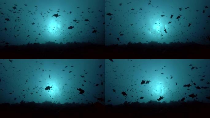 红齿三角鱼在珊瑚礁上的蓝色水中游泳 (背光)