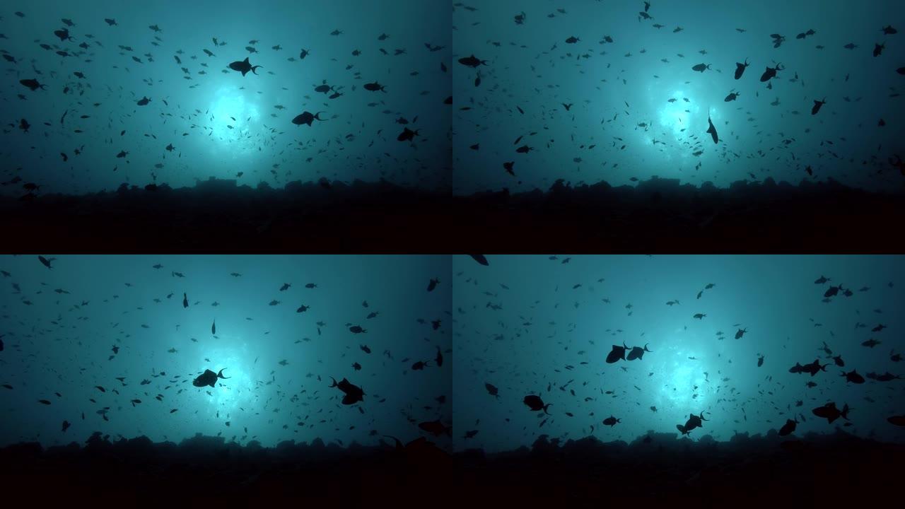 红齿三角鱼在珊瑚礁上的蓝色水中游泳 (背光)