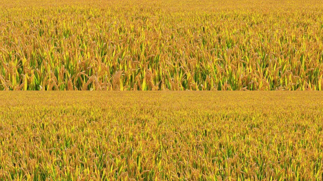 成熟的水稻在农村农场，秋天收获的季节。