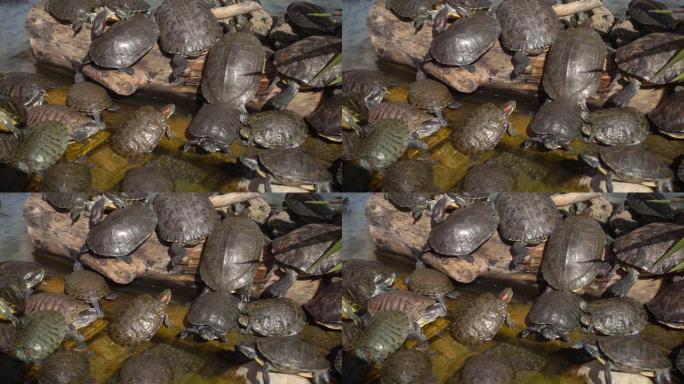 水龟在水池中休息和游泳
