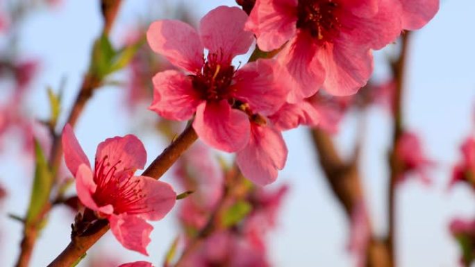 粉红色的桃花在春天的花园里。