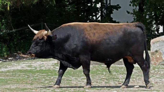 Aurochs，牛的第一只公牛 -- 国内高地牛