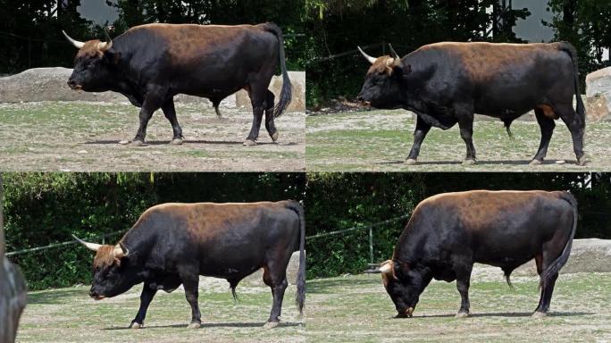 Aurochs，牛的第一只公牛 -- 国内高地牛