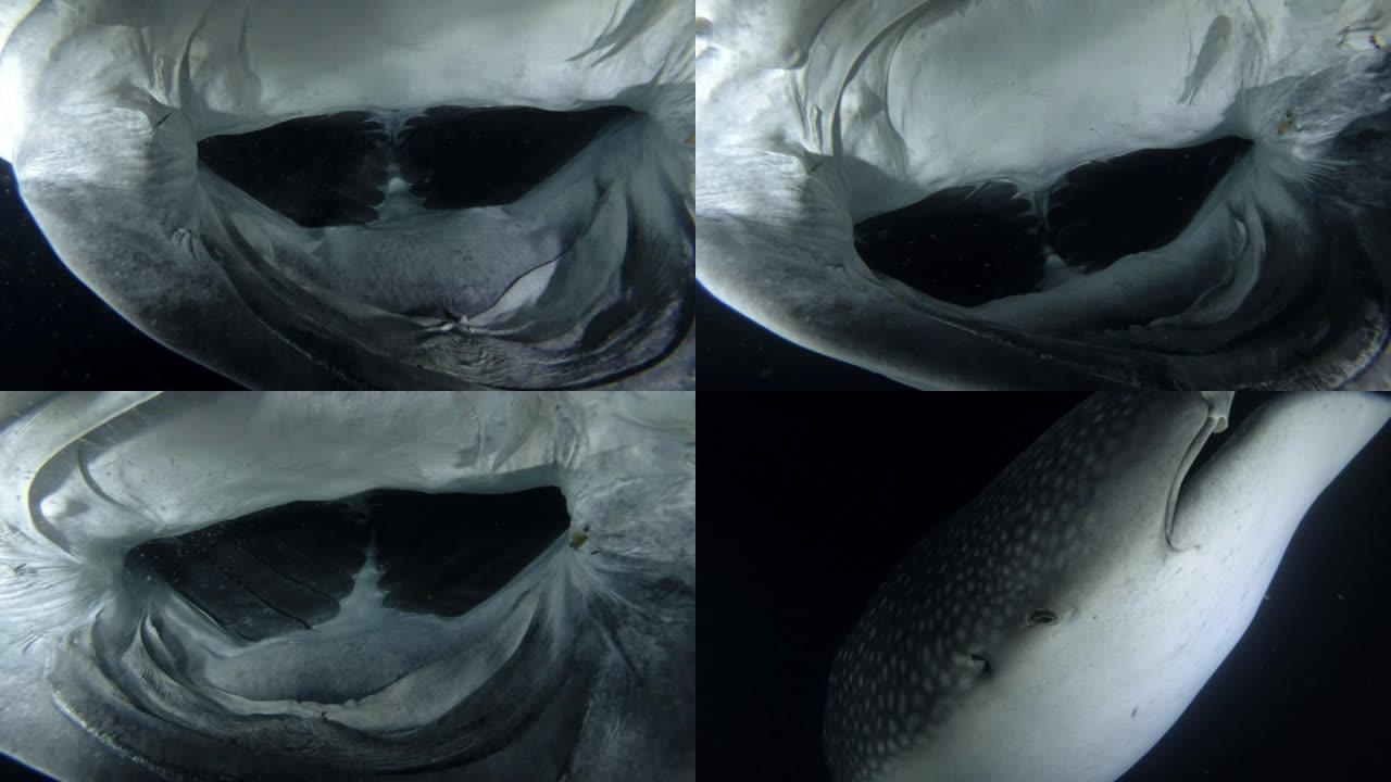 鲸鲨 (Rhincodon typus) 的特写镜头在夜间张开嘴喂磷虾，印度洋，马尔代夫，亚洲