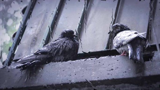雨时湿鸽子坐在檐口上