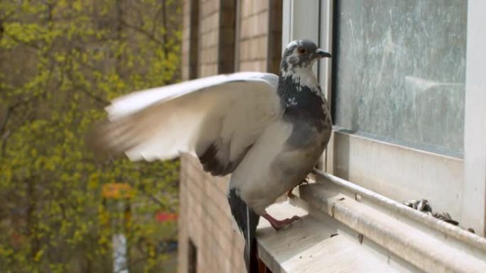 鸽子试图留在湿滑的窗台上