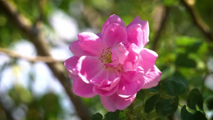 狗玫瑰粉色自然美开放绽放花朵开花