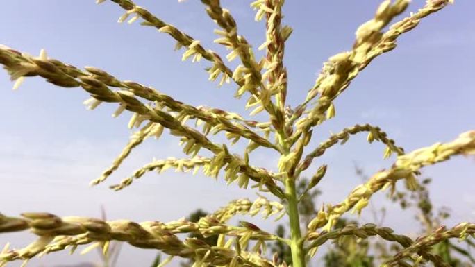 蜜蜂提取物花蜜