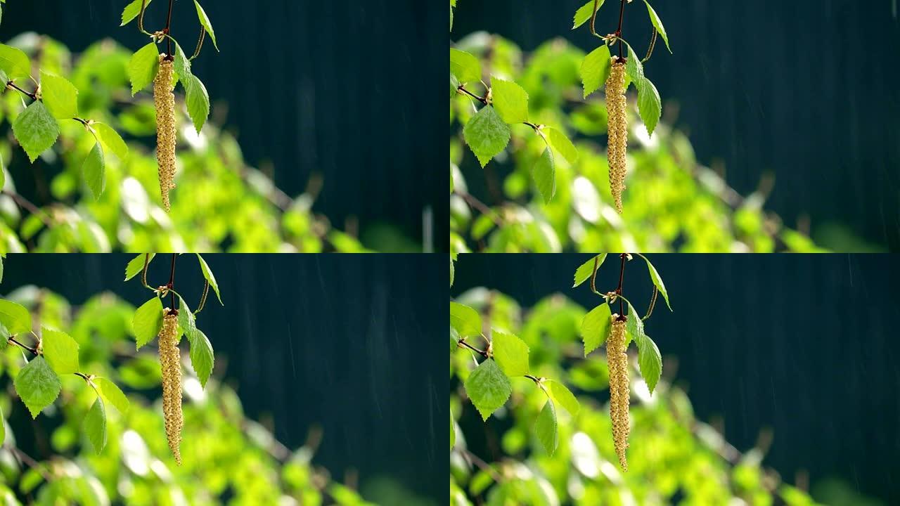 雨中阳光下的桦木耳环。