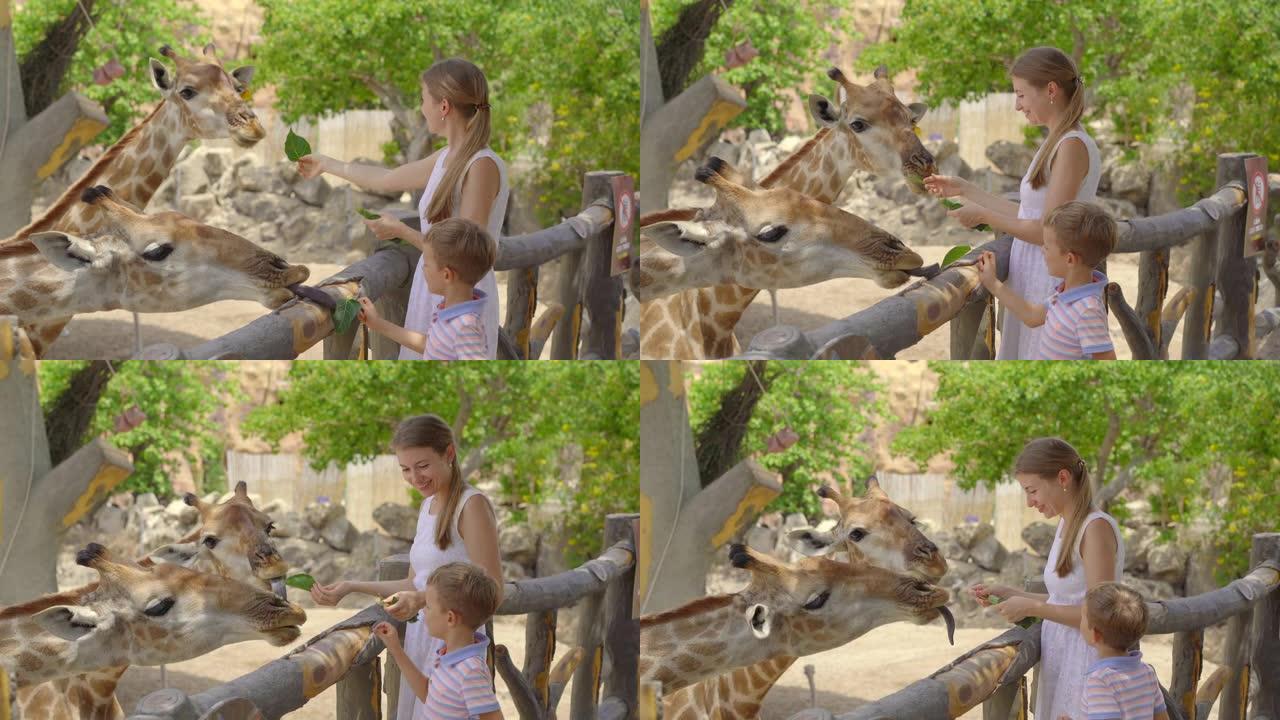 一名年轻女子和她的小儿子在野生动物园里喂长颈鹿