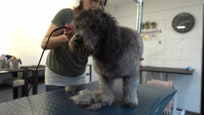耐心的动物美容师在沙龙里用理发推子剪狗的头发