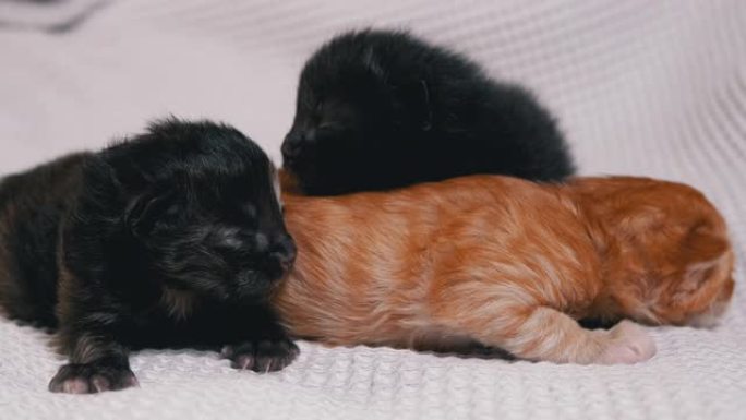 三只新生失明的小黑红小猫在白色背景上爬行