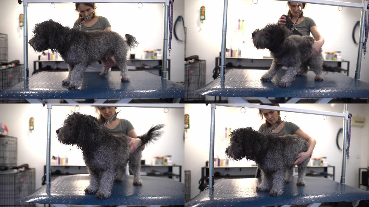 有爱心的狗狗美容师在她的现代沙龙里用吹风机烘干湿狗毛