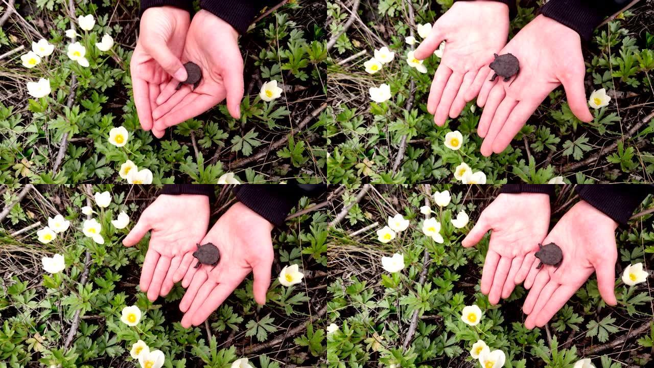 特写镜头，在孩子的手中，一只黑色的小沼泽龟躺着。在盛开的白花的背景下。春天，幼龟诞生了