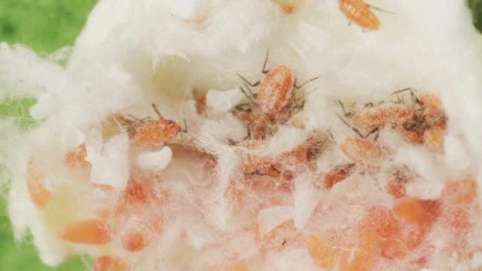 柠檬树叶子上的棉质鳞屑害虫。在母亲后方的棉布袋中看到的婴儿。柑橘产业、害虫防治和落叶概念。极端特写显