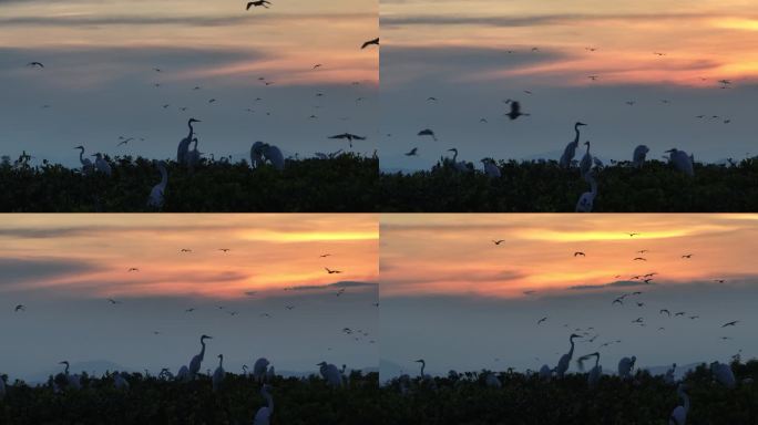 钦州红树林白鹭夜鹭自然生态