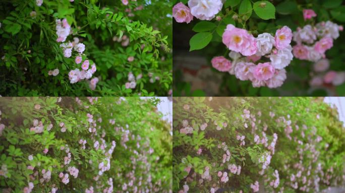 蔷薇花 春 绿植 初夏 盛开