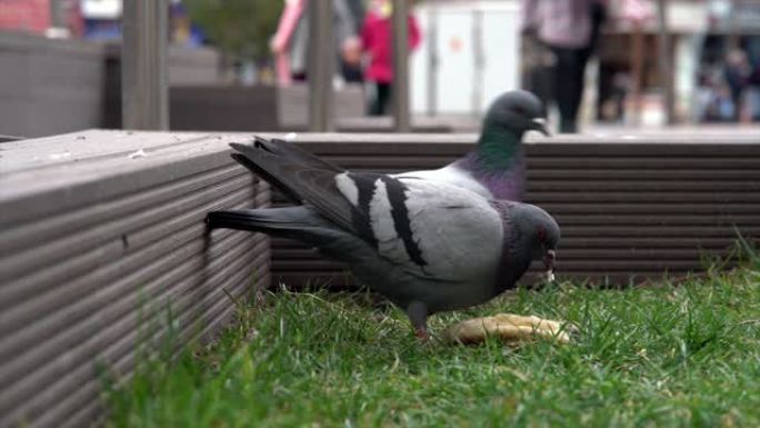 鸽子在城市公园吃面包