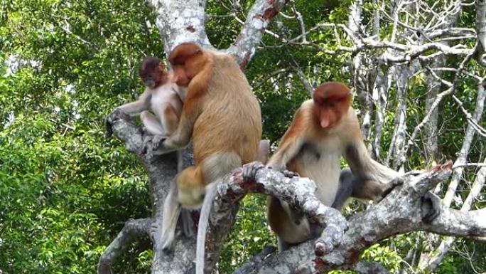 长鼻猴 (Nasalis larvatus) 坐在马来西亚婆罗洲沙巴州拉布克湾的一棵树上。长鼻猴是婆
