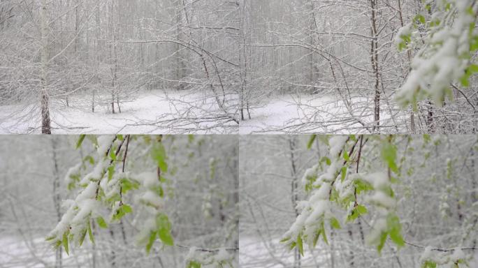 仲春突然降雪覆盖了所有树木，桦树花和小叶，积雪