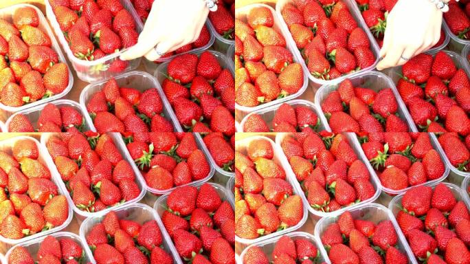 草莓作物绿色有机新鲜水果特写镜头