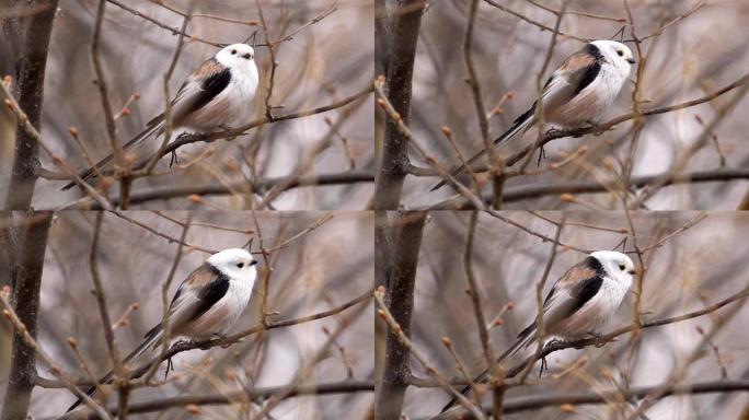 鸟-长尾山雀 (Aegithalos caudatus) 坐在树枝上休息。
