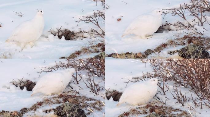 白色冬季羽毛中的白尾雷鸟