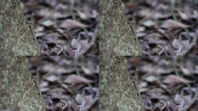 4k 24 fps视频，一只蜥蜴垂直站在树上，然后对镜头从兰塔岛雨林丛林中聚焦而出的镜头做出反应 (