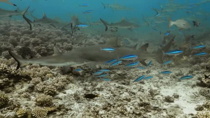 太平洋上的灰鲨和柠檬鲨。水下生活，鲨鱼在海洋中游泳。在清澈的水中潜水4K