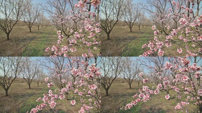 摩尔多瓦春天在强风下盛开的杏仁树胡同