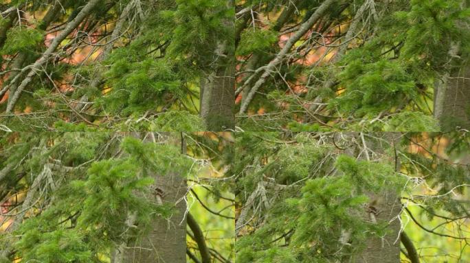 金冠王者的变焦镜头总是在秋天的松树中移动