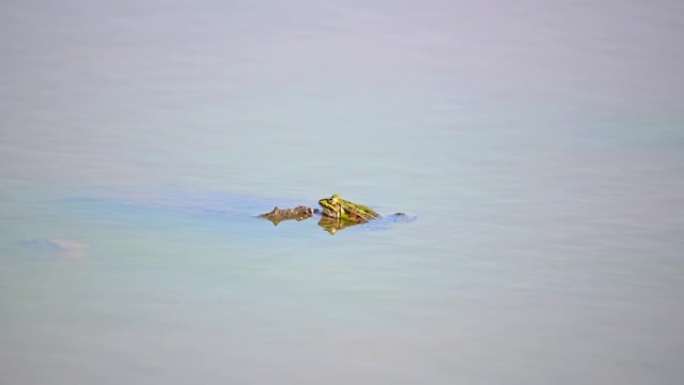 在湖上，青蛙的头从水里平静地游泳