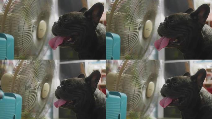 可爱的可爱的黑色法国斗牛犬喜欢在泰国炎热的天气里被粉丝宠爱。