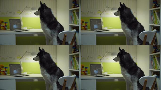 西伯利亚哈士奇狗坐在椅子上，和女老师一起看笔记本电脑屏幕。在家进行在线宠物教育。有趣的学习概念。
