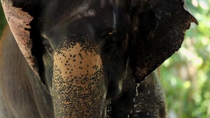亚洲大象在泰国大象村洗澡泼水
