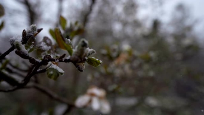 白玉兰树被雪覆盖