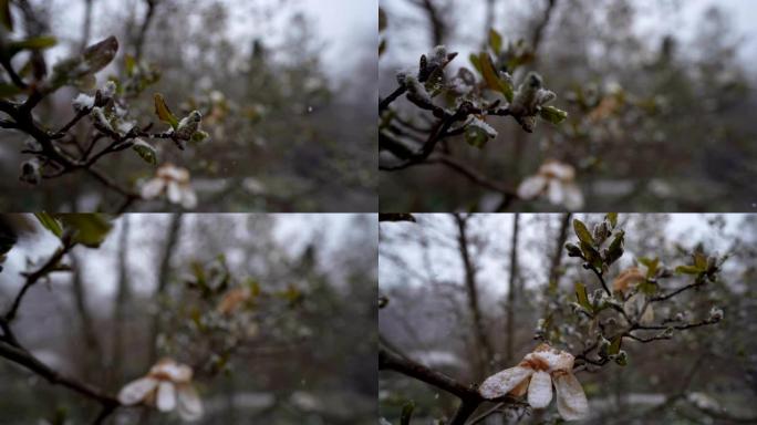 白玉兰树被雪覆盖