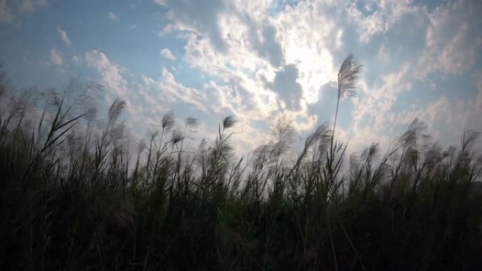 印度中部印度森林野生动物园的第一人称视角