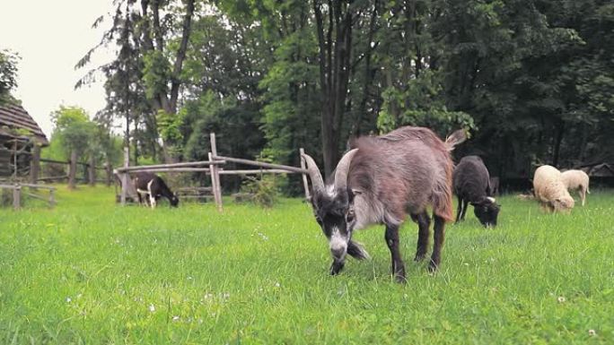 一群绵羊，绵羊和山羊在绿色的草地上吃草，吃绿色的草。
