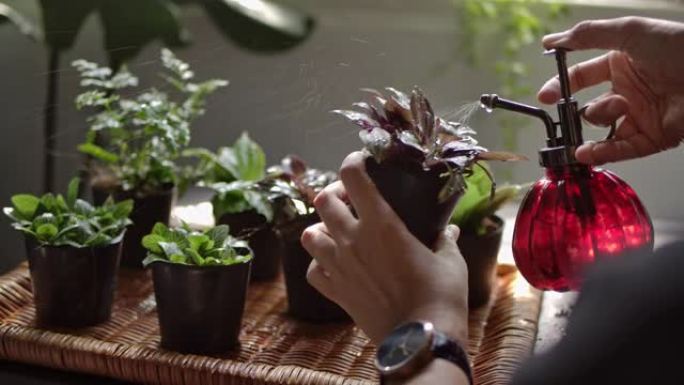 一名年轻女子的人手正在家里的室内花园里给植物浇水