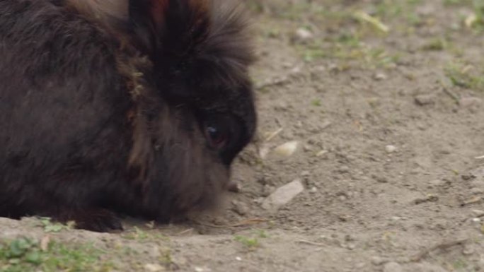 一只棕色可爱的小矮兔检查地面