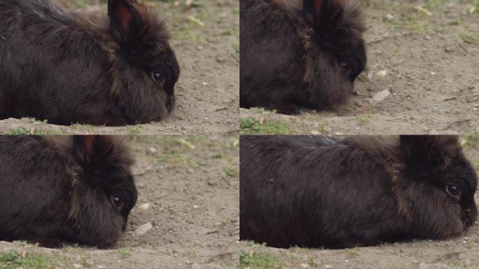 一只棕色可爱的小矮兔检查地面
